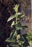 Elaeagnus angustifolia. Веточка. Крым, Сакский р-н, окр. пос. Прибрежное, пустырь. 09.08.2017.