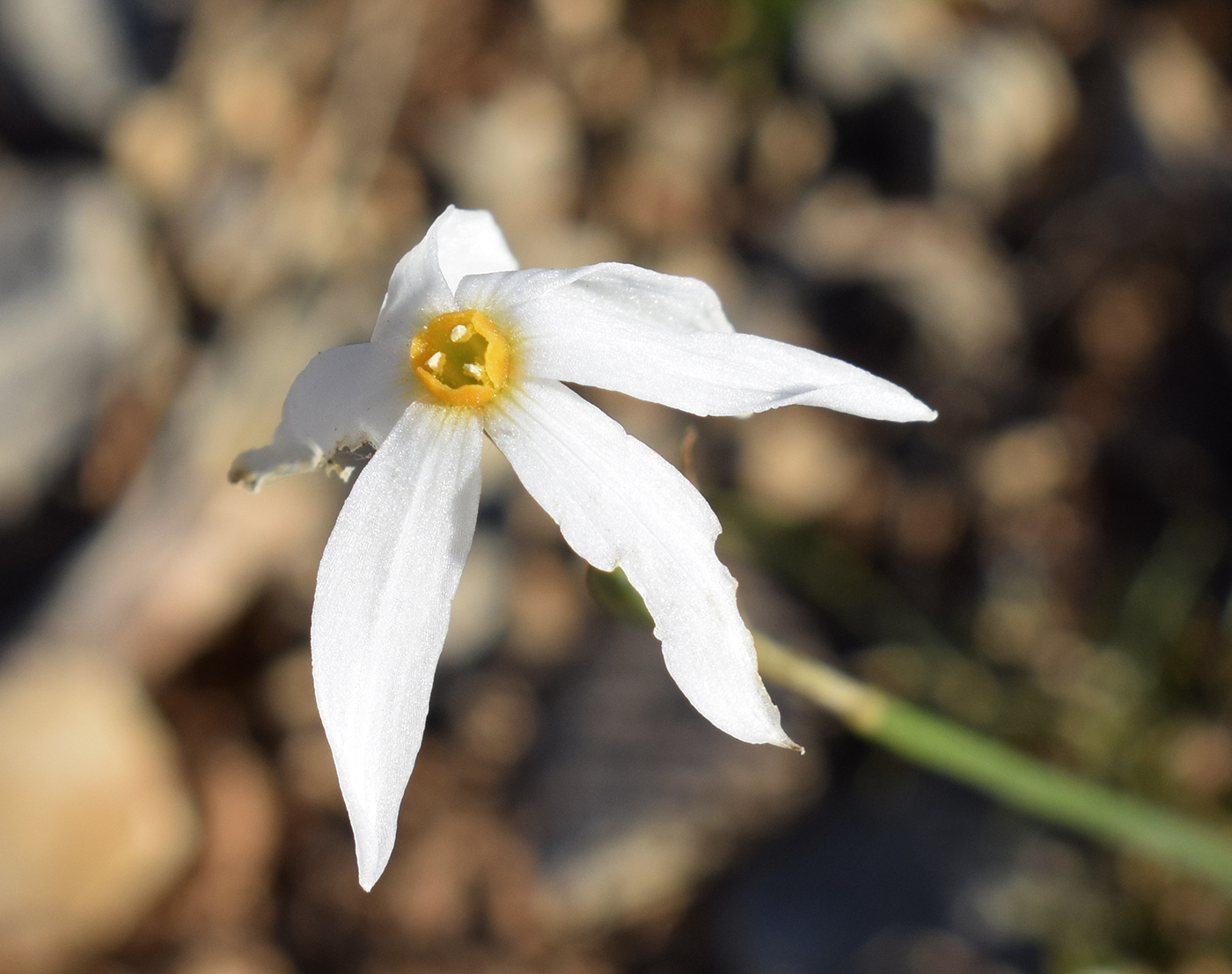 Image of Narcissus obsoletus specimen.