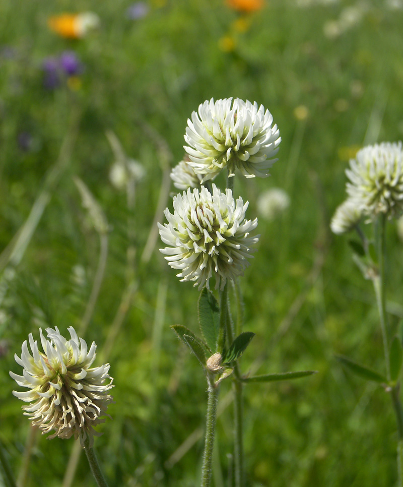 Image of Trifolium montanum specimen.