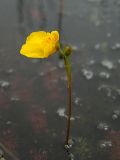 Utricularia intermedia. Цветок. Магаданская обл., Ольский р-н, окр. оз. Глухое, мочажина на болоте. 01.08.2017.