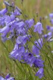 Campanula rotundifolia. Соцветия с цветками, бутонами и кормящимися насекомыми. Ленинградская обл., Волосовский р-н, суходольный разнотравно-злаковый луг. 16.07.2017.