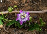 Passiflora foetida. Побег с цветкоми и бутонами. Израиль, г. Бат-Ям, на спуске к морю. 24.10.2017.