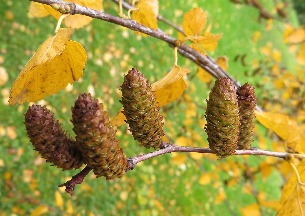 Image of Betula lenta specimen.