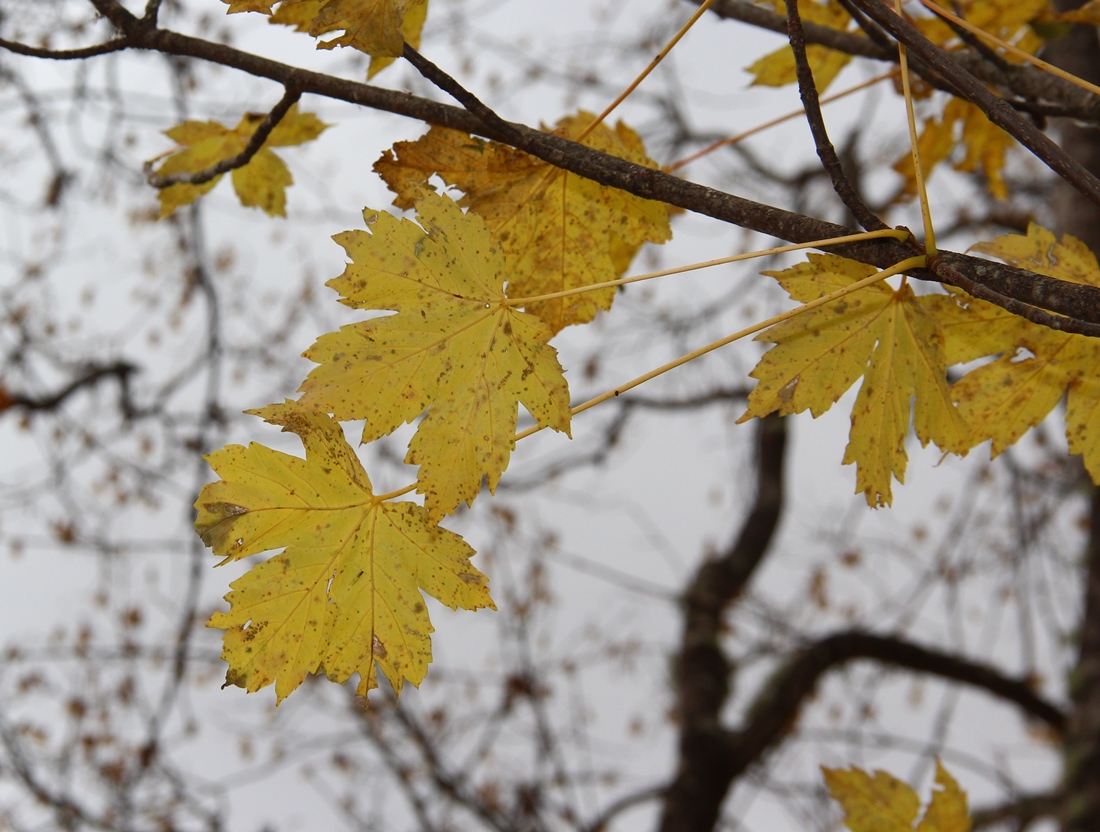 Image of Acer trautvetteri specimen.