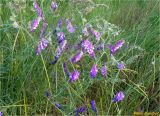 Vicia villosa. Верхушка цветущего растения. Украина, г. Николаев, Заводской р-н, парк \"Лески\", опушка соснового леса. 31.05.2017.