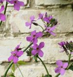Hesperis matronalis