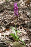 Orchis mascula