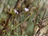 Limonium proliferum