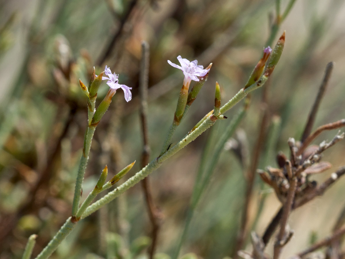 Изображение особи Limonium proliferum.