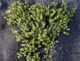 Honckenya subspecies major