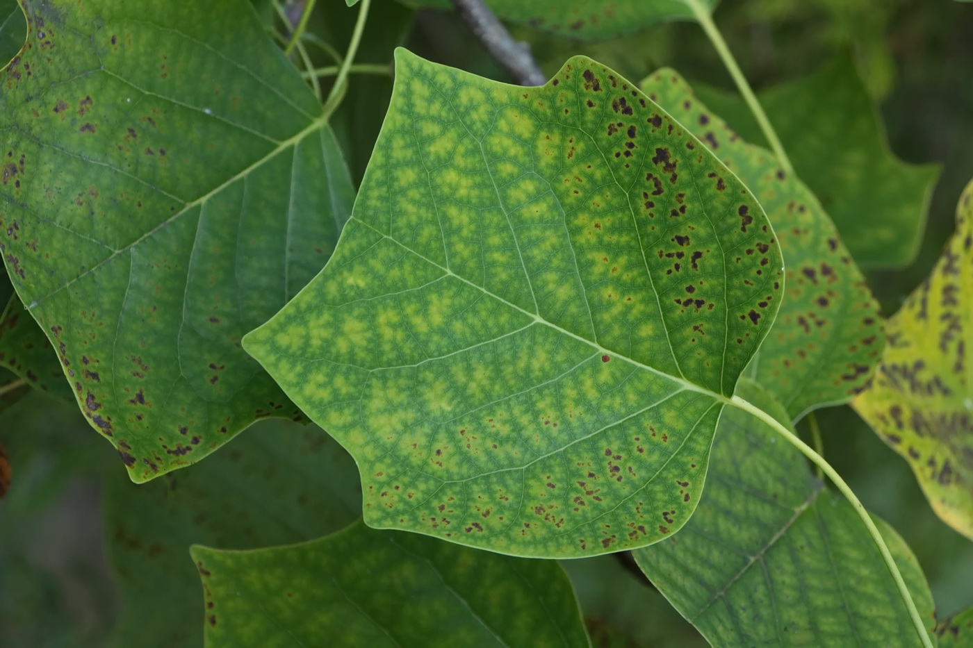 Image of Liriodendron tulipifera specimen.