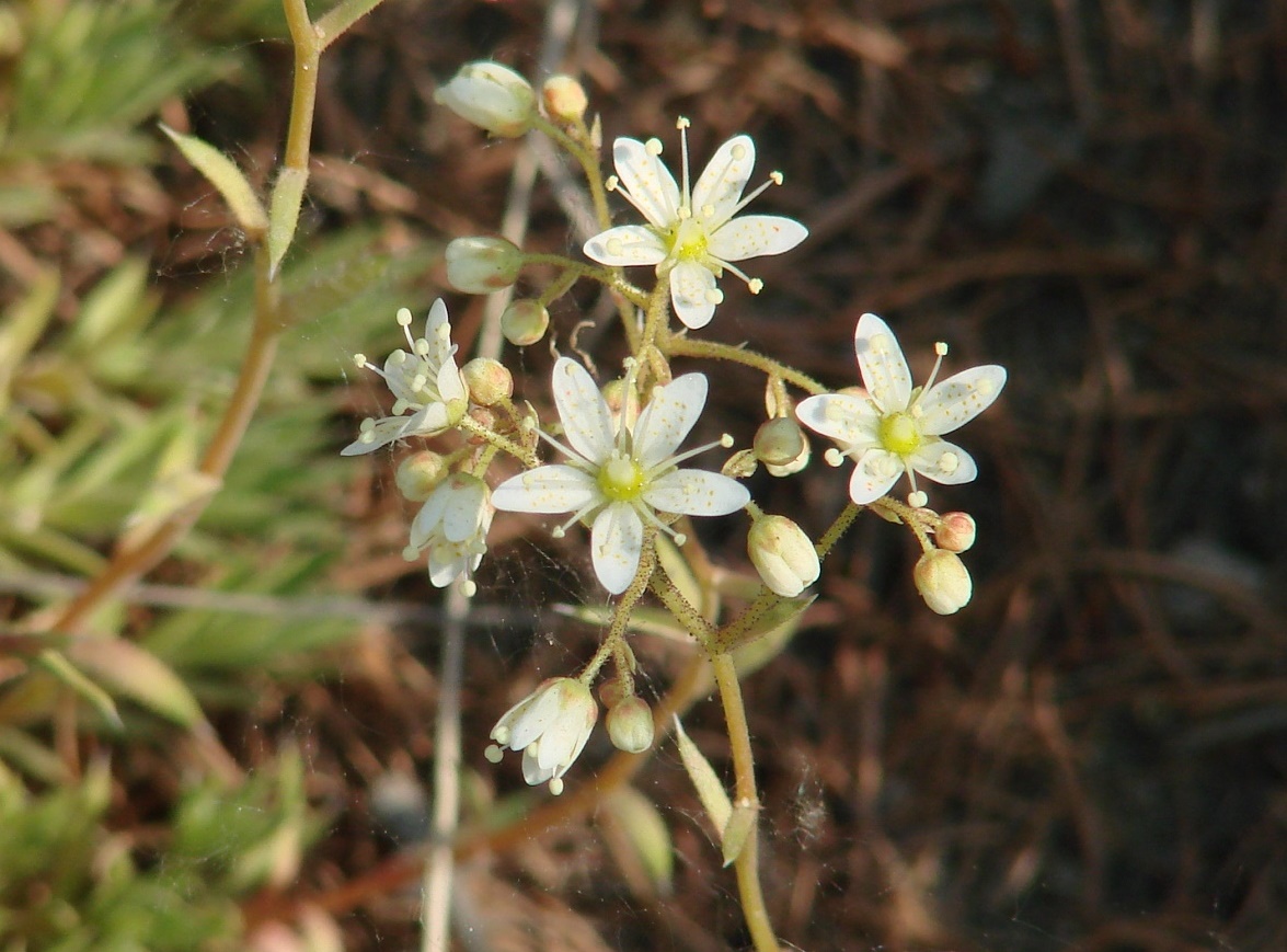 Image of Saxifraga spinulosa specimen.