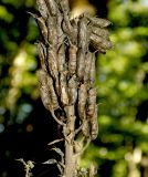 Aconitum orientale