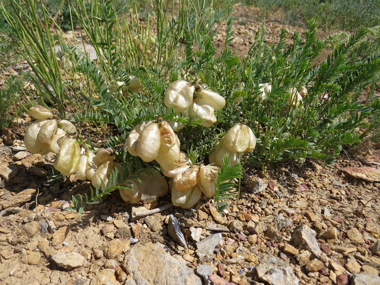 Изображение особи Astragalus skorniakowii.