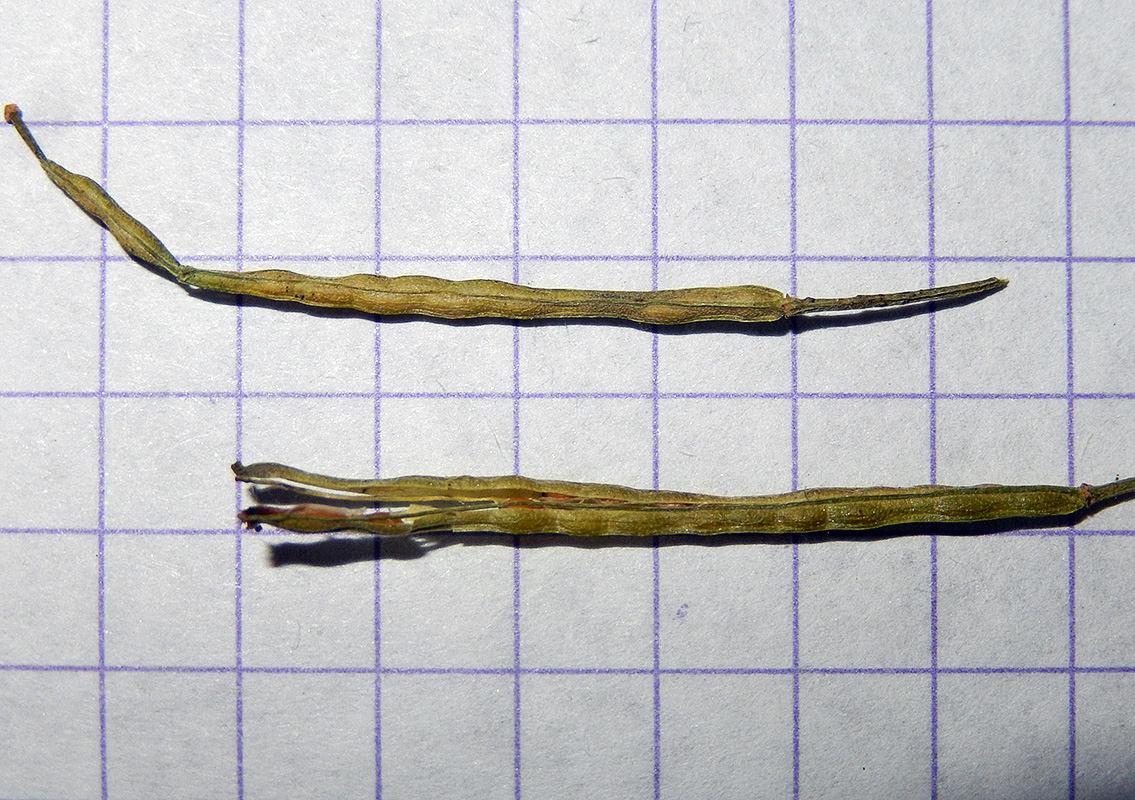 Image of Erysimum aureum specimen.