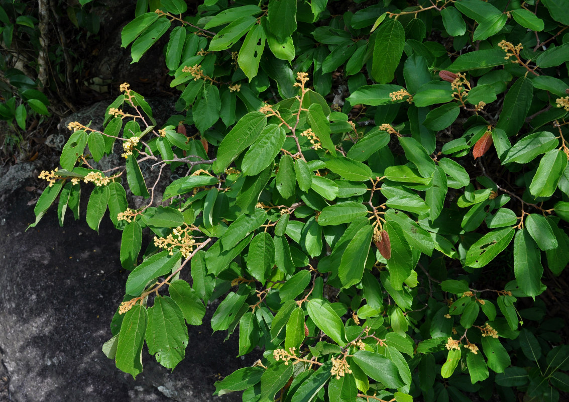 Image of Microcos paniculata specimen.