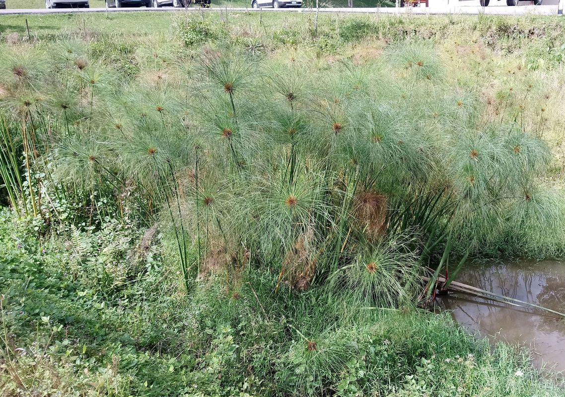 Image of Cyperus papyrus specimen.