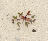 Fagonia cretica