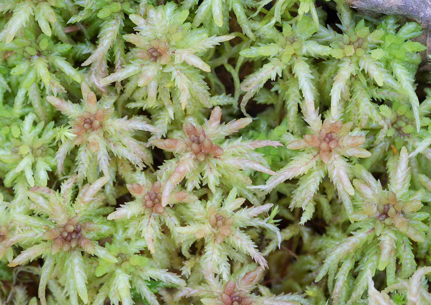 Image of Sphagnum divinum specimen.