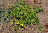 род Potentilla. Цветущее растение. Московская обл., Ступинский р-н, окр. пос. Белопесоцкий, опушка соснового леса. 27.05.2018.