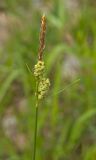 Carex tomentosa. Верхушки цветущего и плодоносящего побега. Башкортостан, Бурзянский р-н, Галиакберовский сельсовет, ниже. дер. Верхний Нугуш, долина р. Нугуш, правый берег, зарастающий галечник. 11 июня 2018 г.