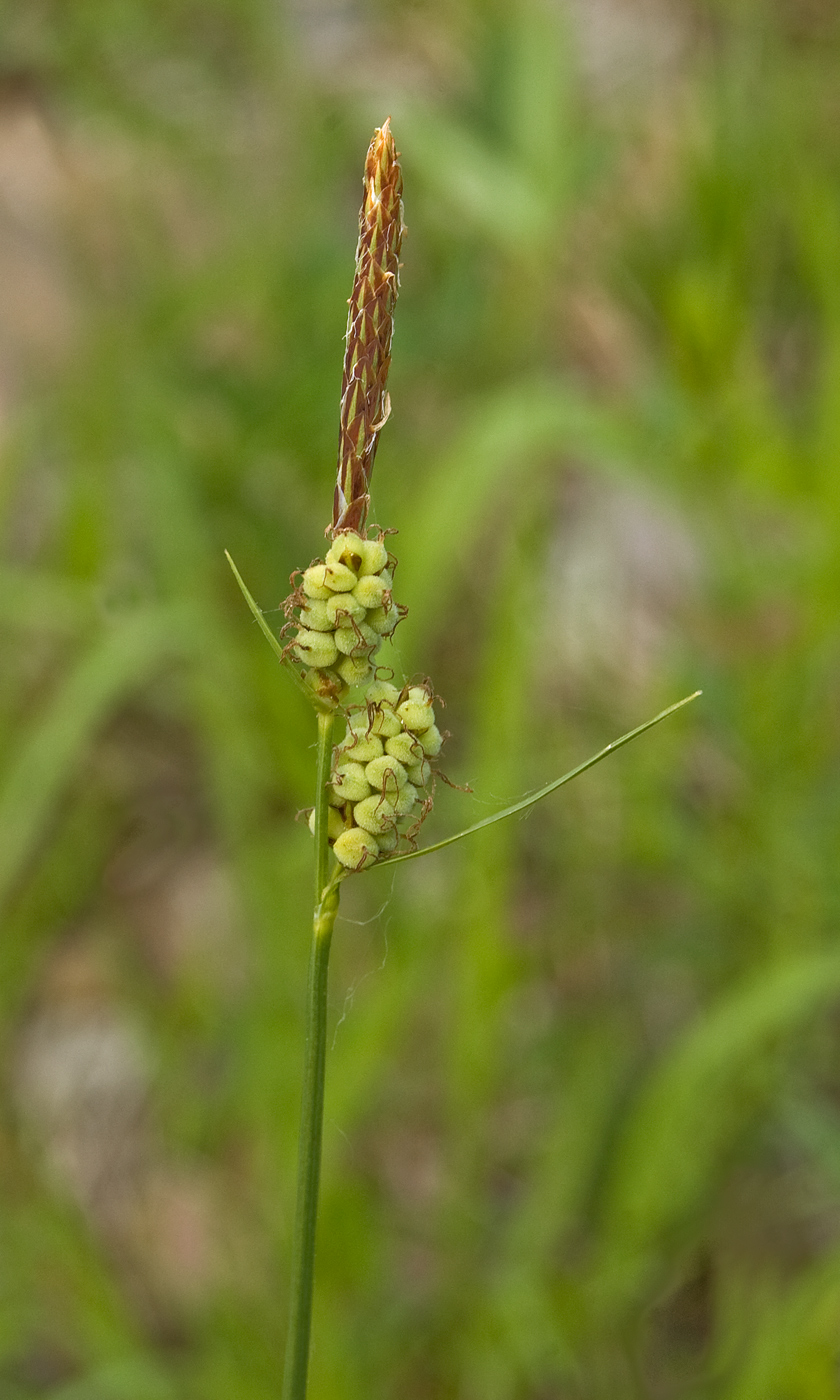 Image of Carex tomentosa specimen.