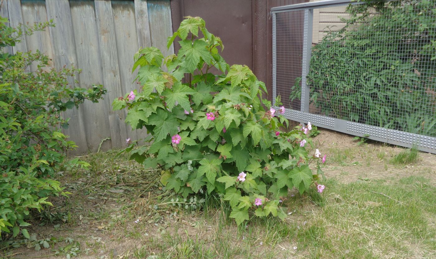 Image of Rubus odoratus specimen.