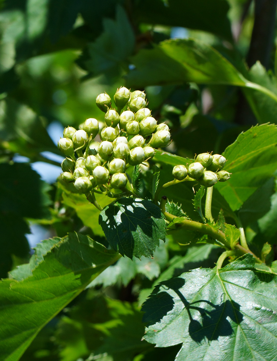 Изображение особи Crataegus chlorocarpa.