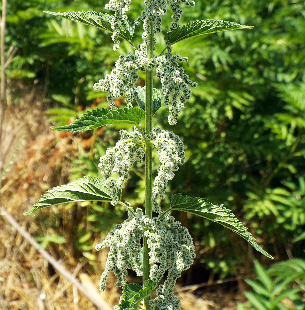 Image of Urtica dioica specimen.