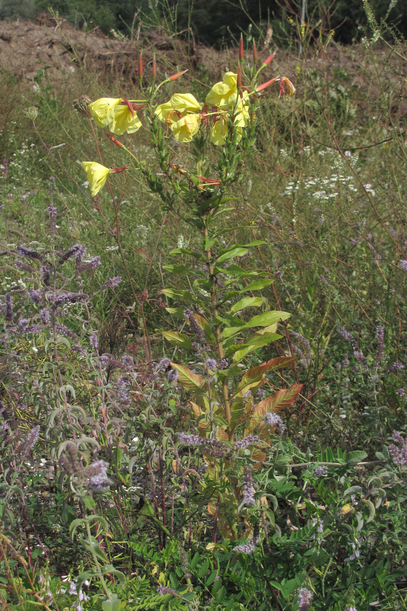 Изображение особи Oenothera glazioviana.