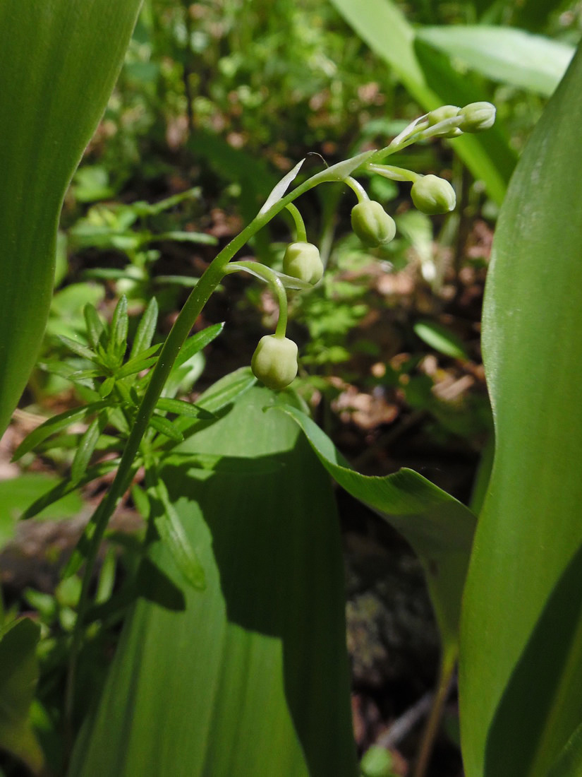 Image of Convallaria majalis specimen.