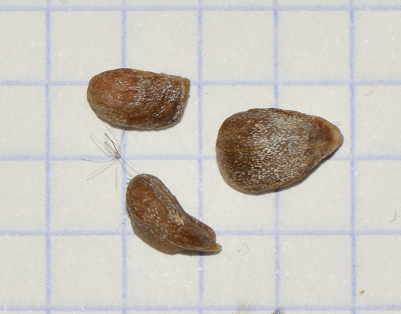 Image of Morinda citrifolia specimen.