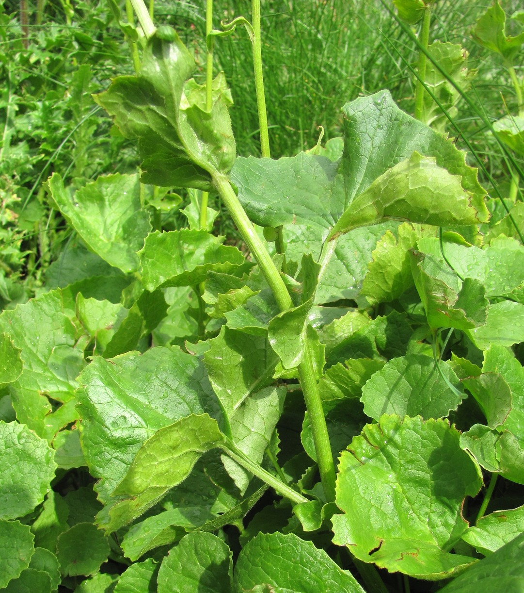 Image of Dolichorrhiza caucasica specimen.