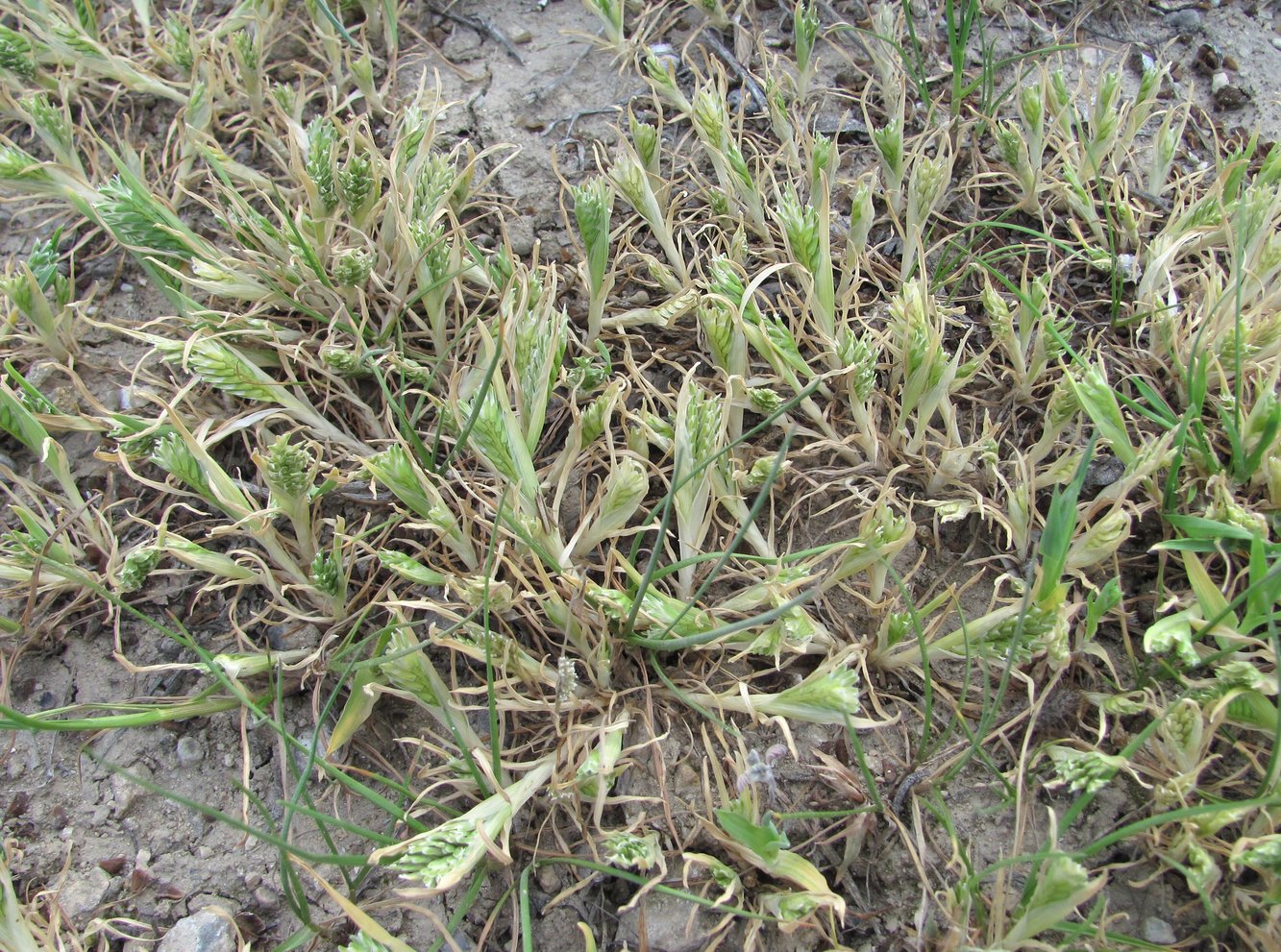 Image of Sclerochloa dura specimen.