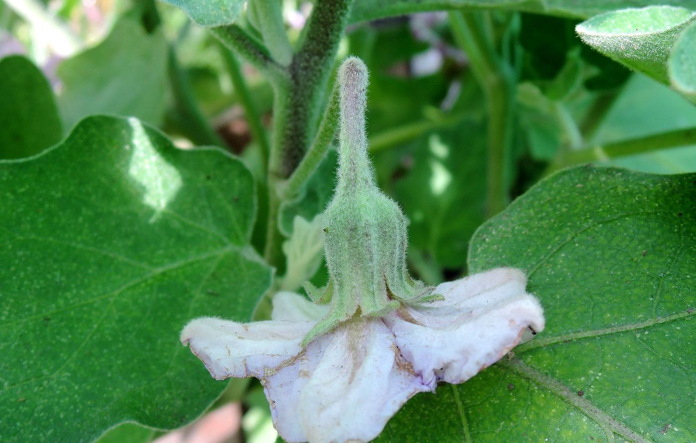 Image of Solanum melongena specimen.