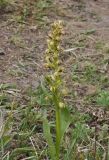 Dactylorhiza viridis