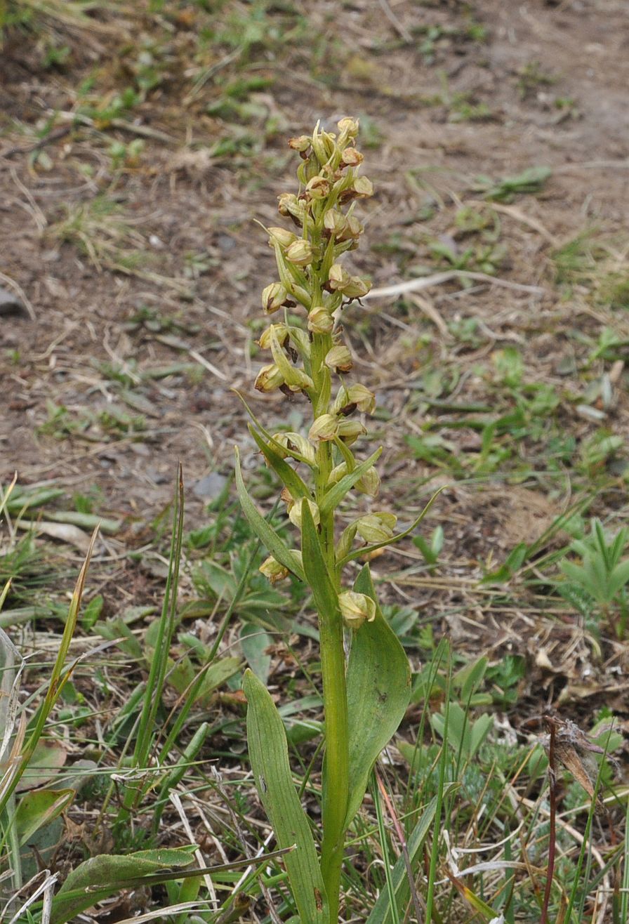 Image of Dactylorhiza viridis specimen.