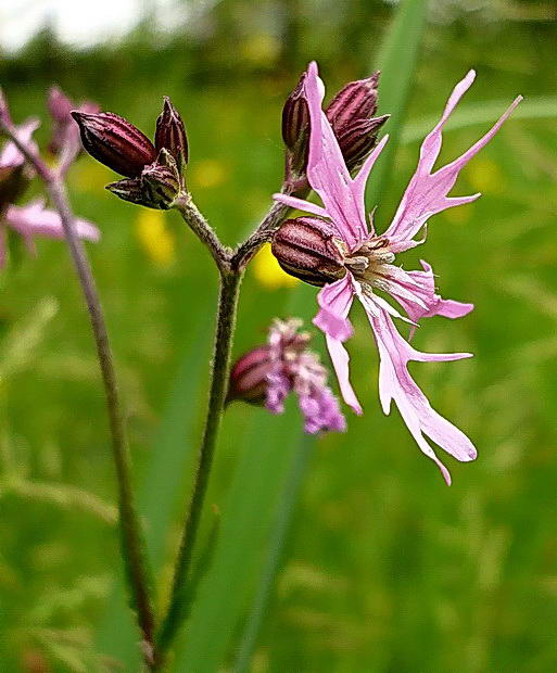 Изображение особи Coccyganthe flos-cuculi.