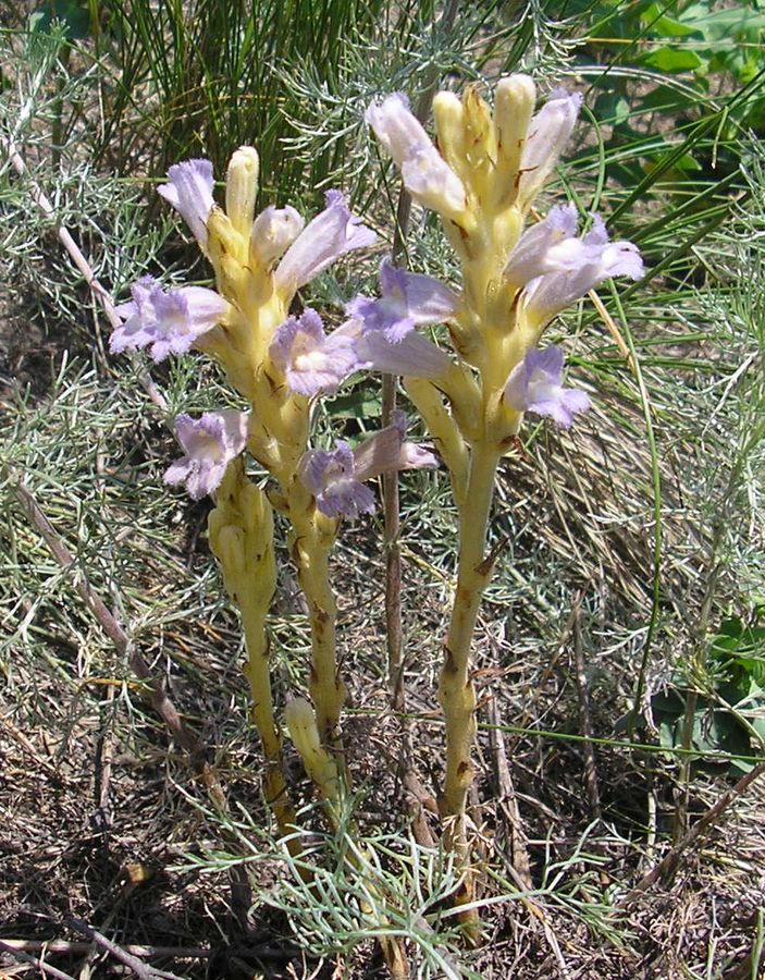 Image of Phelipanche arenaria specimen.