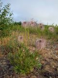 Pulsatilla dahurica