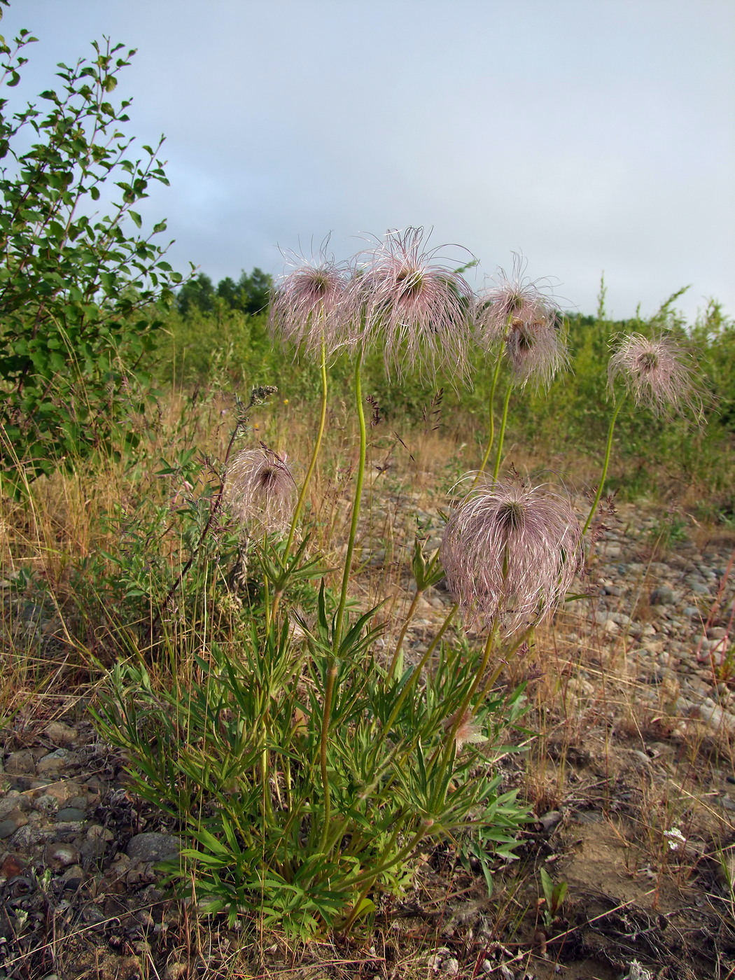 Изображение особи Pulsatilla dahurica.