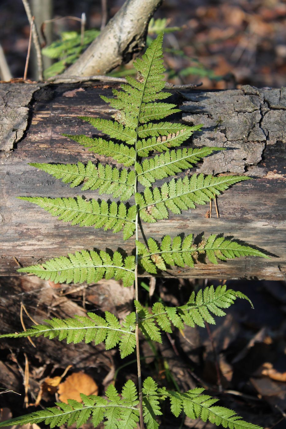 Изображение особи Dryopteris carthusiana.