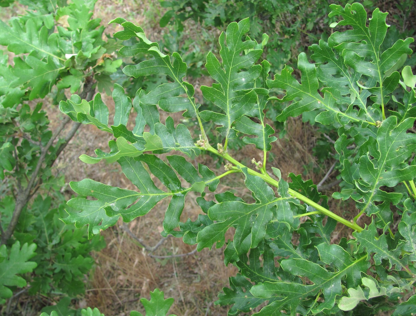 Изображение особи Quercus calcarea.