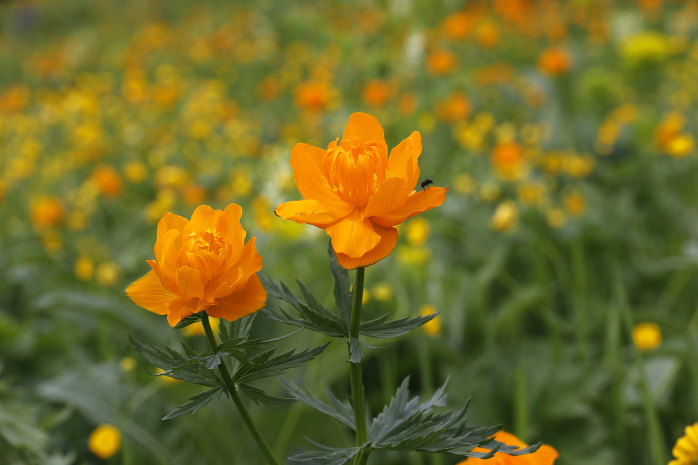 Image of Trollius kolonok specimen.