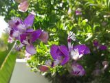 Polygala myrtifolia