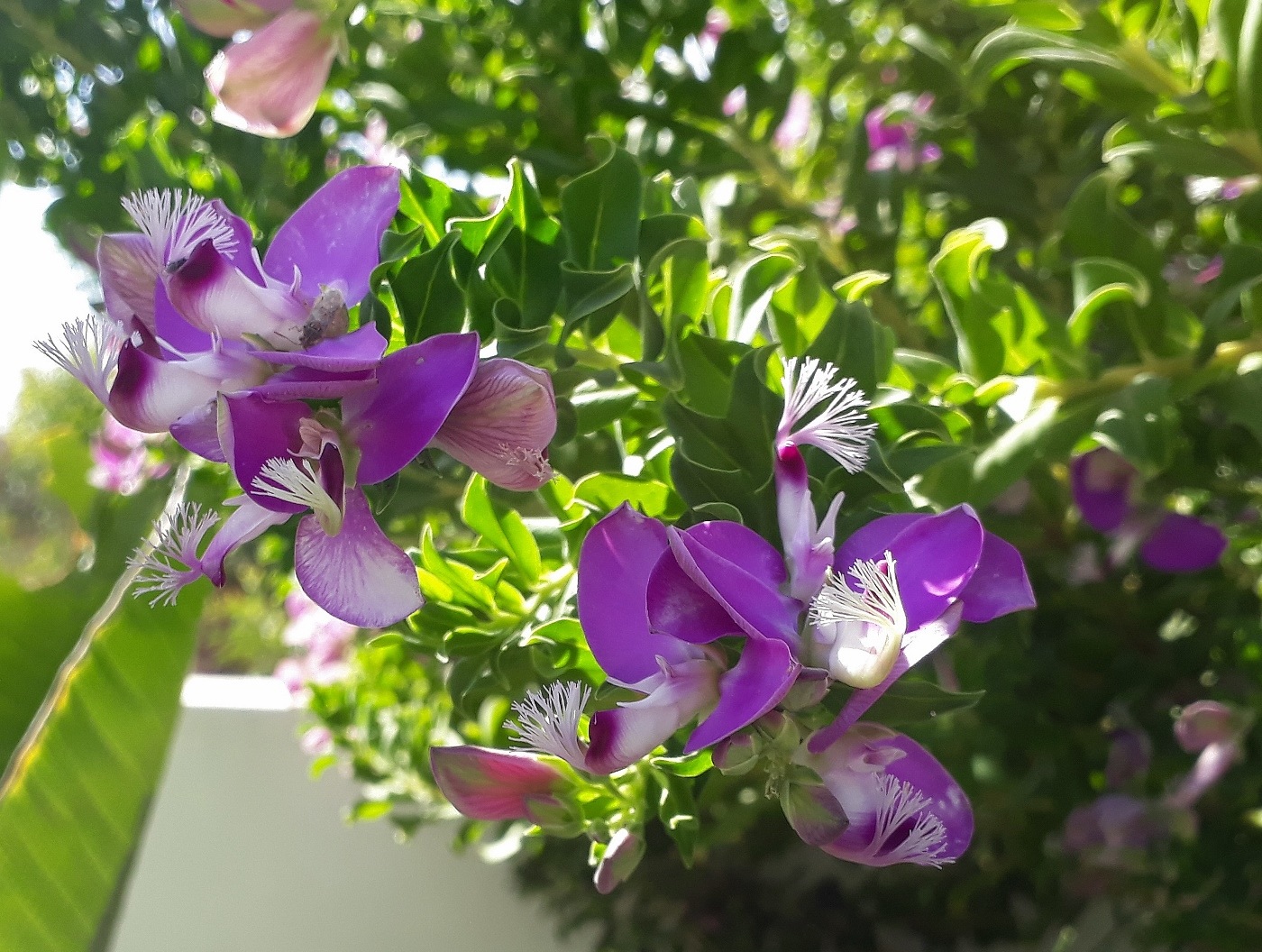 Image of Polygala myrtifolia specimen.