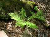 Athyrium monomachii