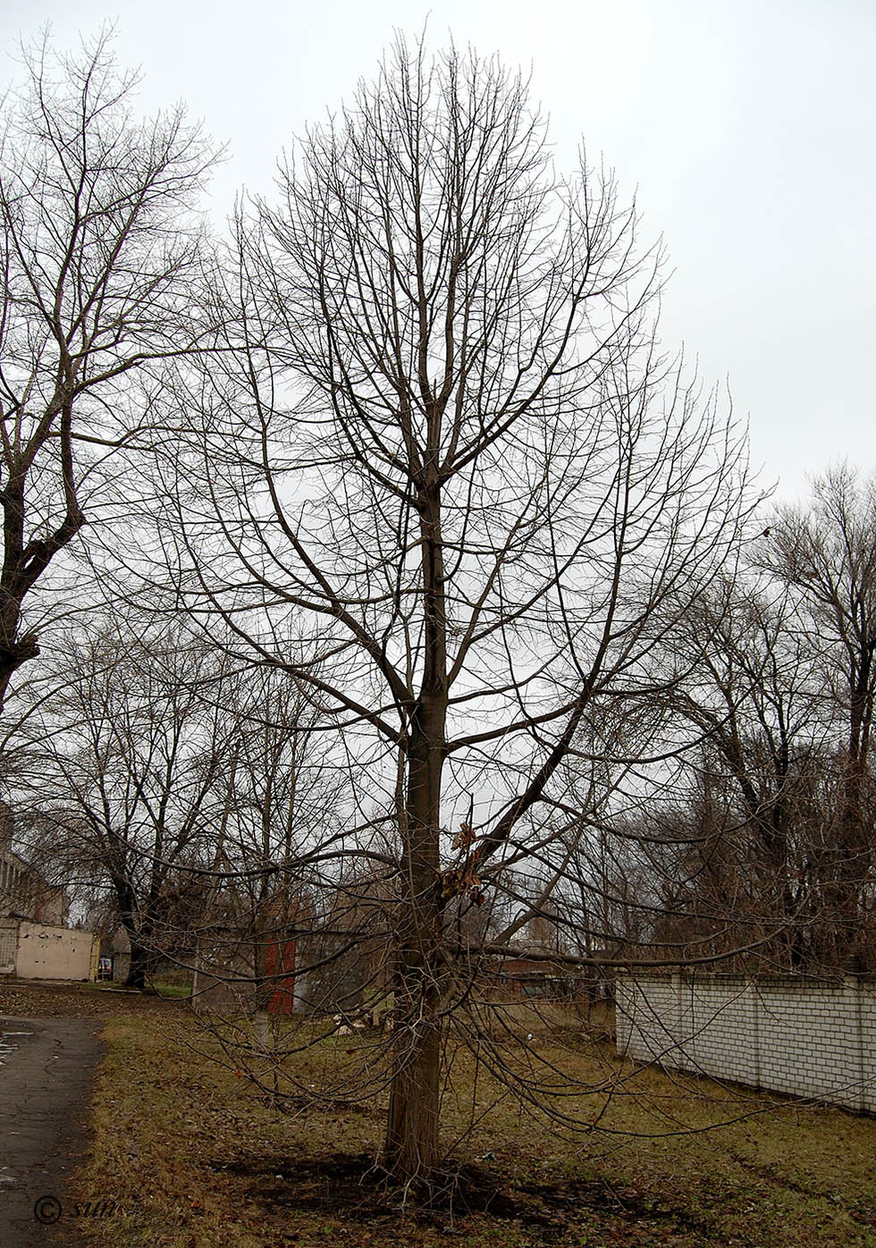 Image of Tilia mandshurica specimen.