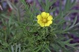 Potentilla tergemina. Верхушка побега с аномальным цветком. Амурская обл., Сковородинский р-н, трасса Амур, граница области с Забайкальским краем, гравийная отсыпка вдоль трассы. 03.07.2016.