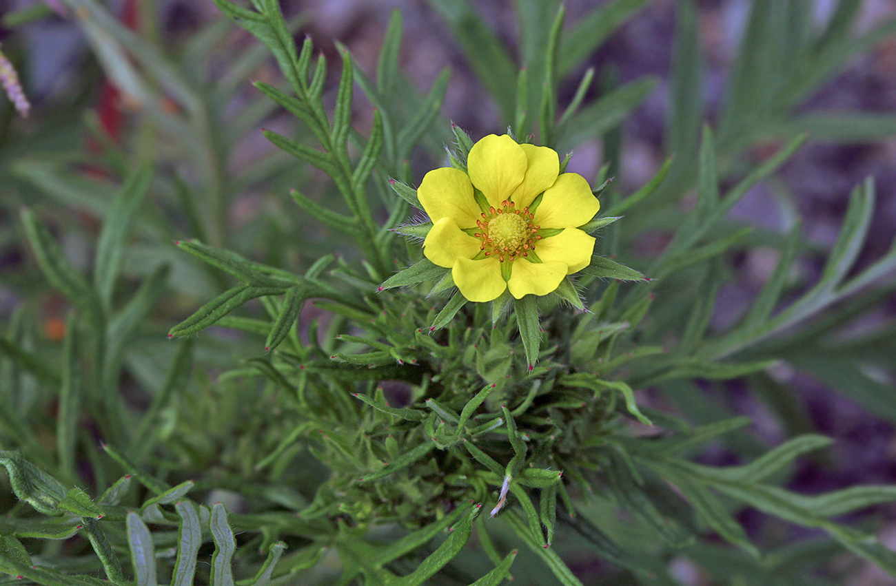 Изображение особи Potentilla tergemina.